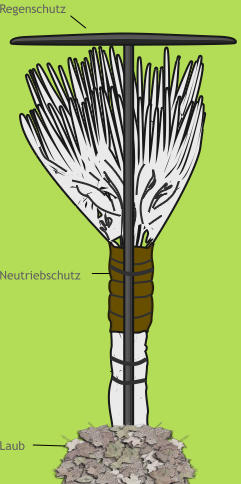 Regenschutz Neutriebschutz Laub
